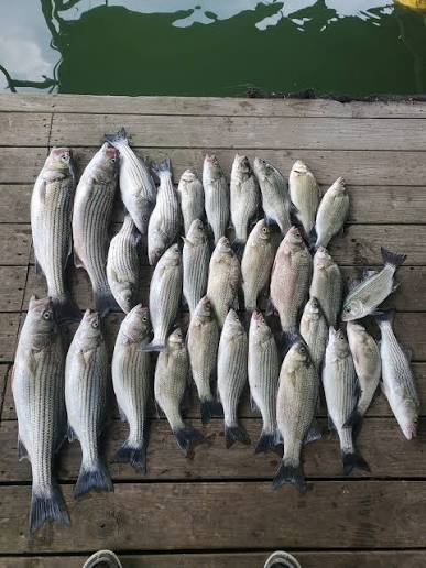 Texoma Striper Snipers Guide Service business image